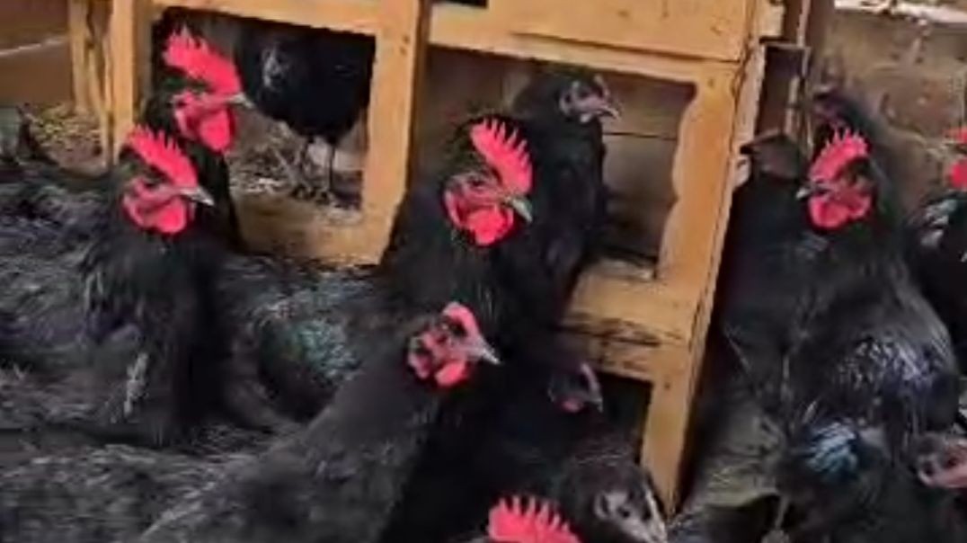 Black Astrolop chicken